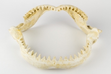 челюсти акулы