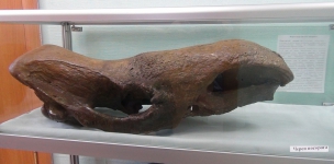 череп шерстистого носорога