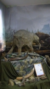 Временная музейная выставка «Время мамонтов: возвращение из нетающих льдов»